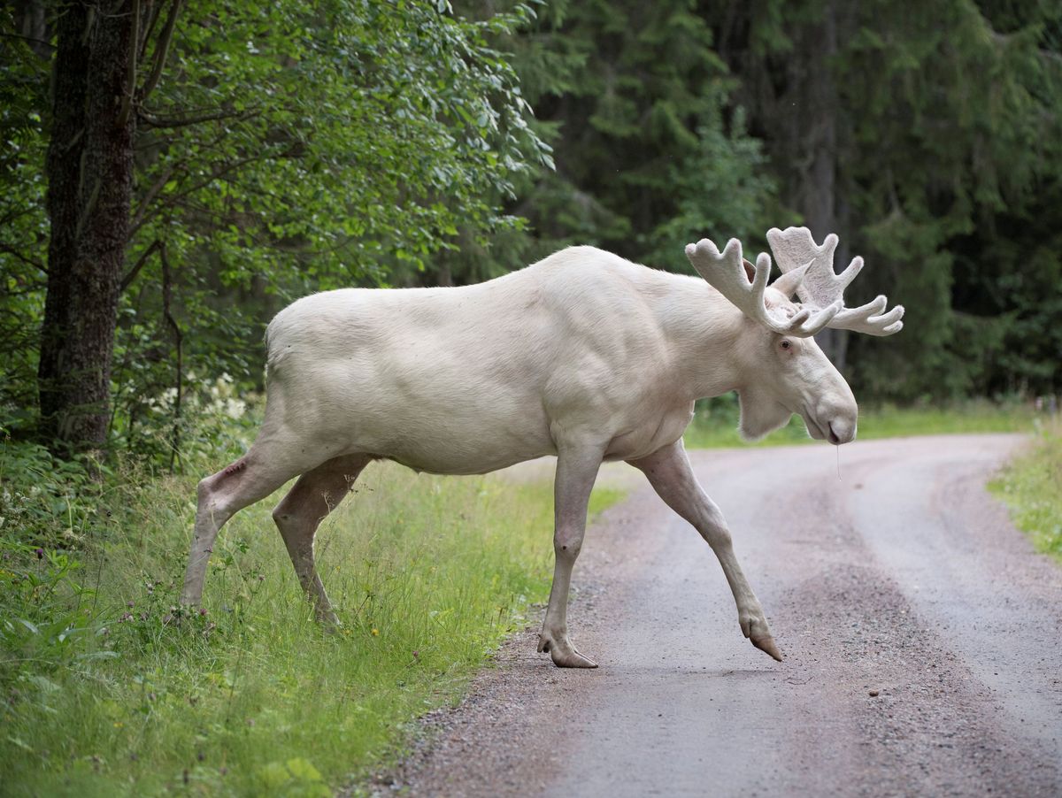 White Elk