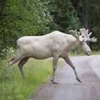 White Elk